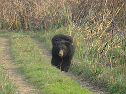 Bear with babies