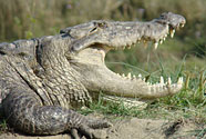 Crocodile