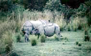 Rhino
